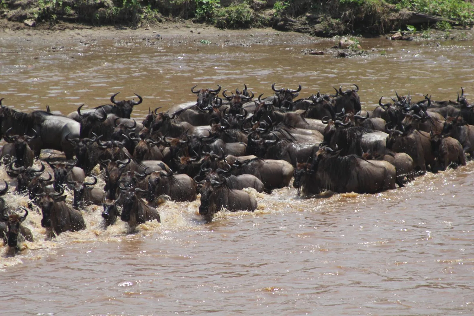 Serengeti